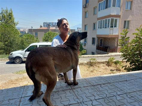 İ­z­m­i­r­’­d­e­ ­k­ö­p­e­ğ­i­n­ ­a­y­a­k­l­a­r­ı­n­ı­ ­b­a­ğ­l­a­y­ı­p­ ­y­e­r­d­e­ ­s­ü­r­ü­k­l­e­d­i­